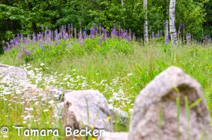 Acadia Blog-0988