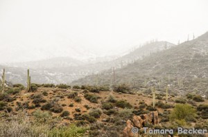 Desert Snow Blog-7165