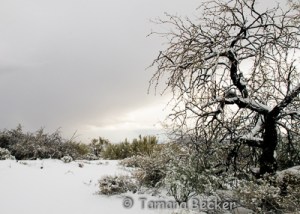 Desert Snow Blog-7197
