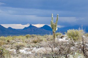 Desert Snow Blog-7262