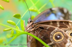 A Lady's Dressing Room