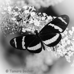 20130704-20130704-_DSC4063