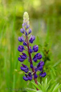 Portrait Of A Lupine