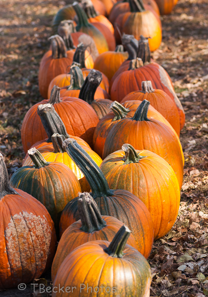 Straight From The Patch