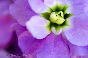 Where's The Purple One