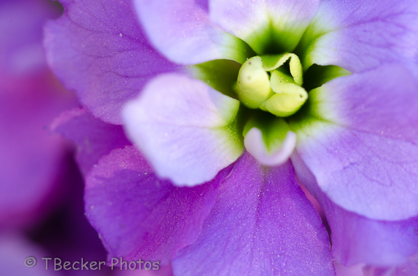 Where's The Purple One