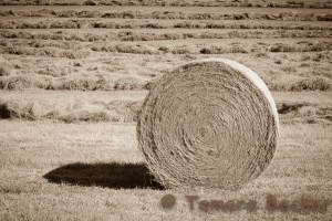 hay bale in a field