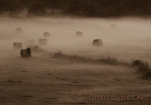 rolling field of hay bales