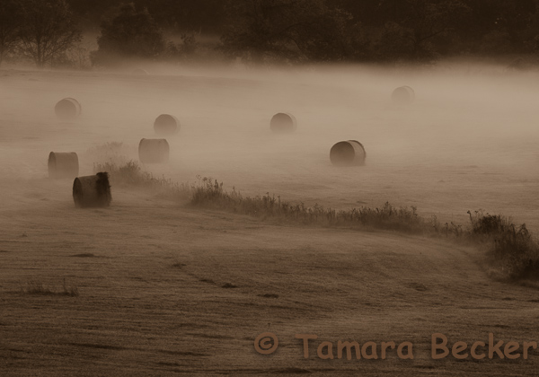 rolling field of hay bales