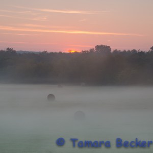 sunrise with hay bales in a field
