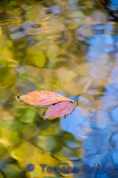 red leves floating on water with reflection