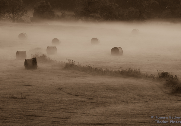 Rolling Field of Hay Bales