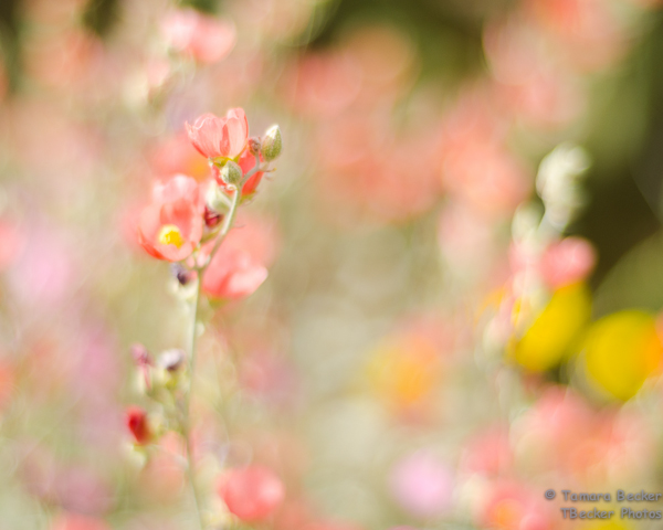 Tech Info:  Nikon D7000, 50mm 1.8D, F2.0, 1/800 sec, iso 200, polarizer