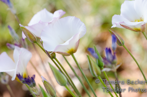 20130407-wildflowers-9574