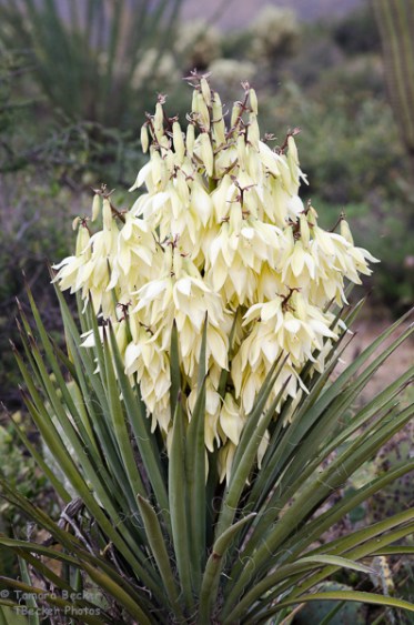 Tech Info: Nikon D7000 105 mm 2.8 macro, f5.6, 1/60 sec, iso 400, polarizer filter basic post processing