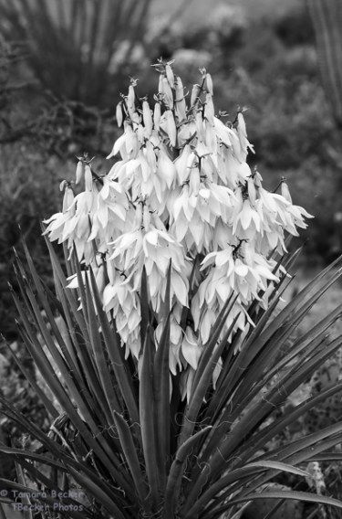 Tech Info: Nikon D7000, 105 mm 2.8 macro, f5.6, 1/60 sec, iso 400, polarizer filter processed for black and white
