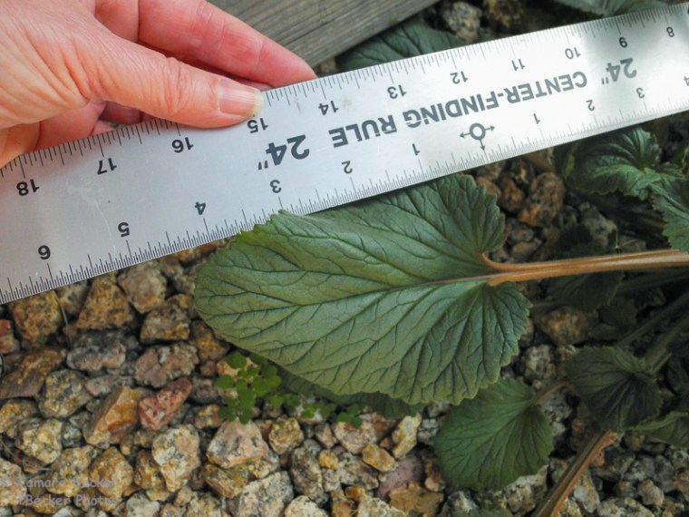Desert Bluebell Leaf