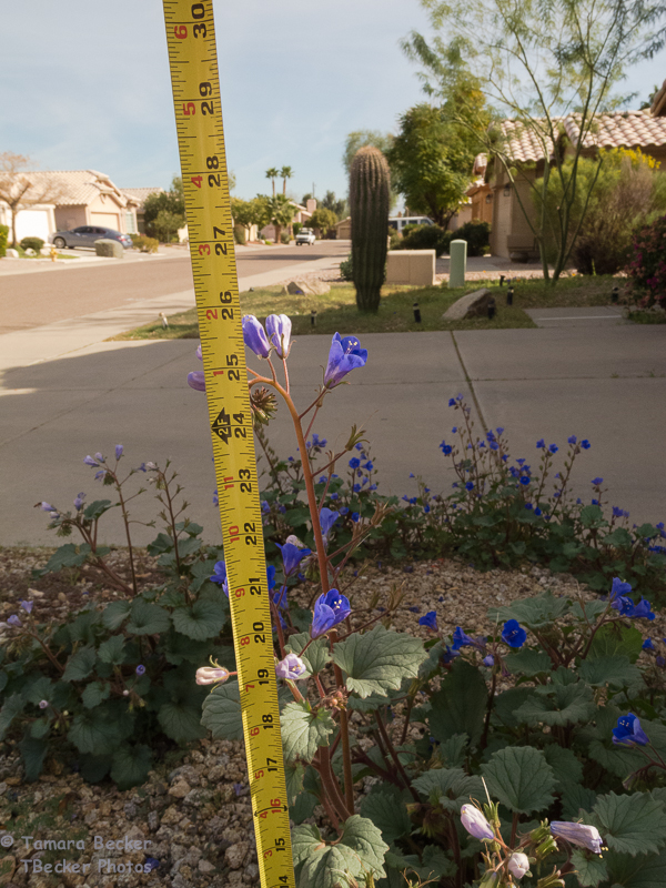 Desert Bluebells