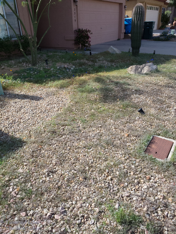 Not weeds, but wildflowers!