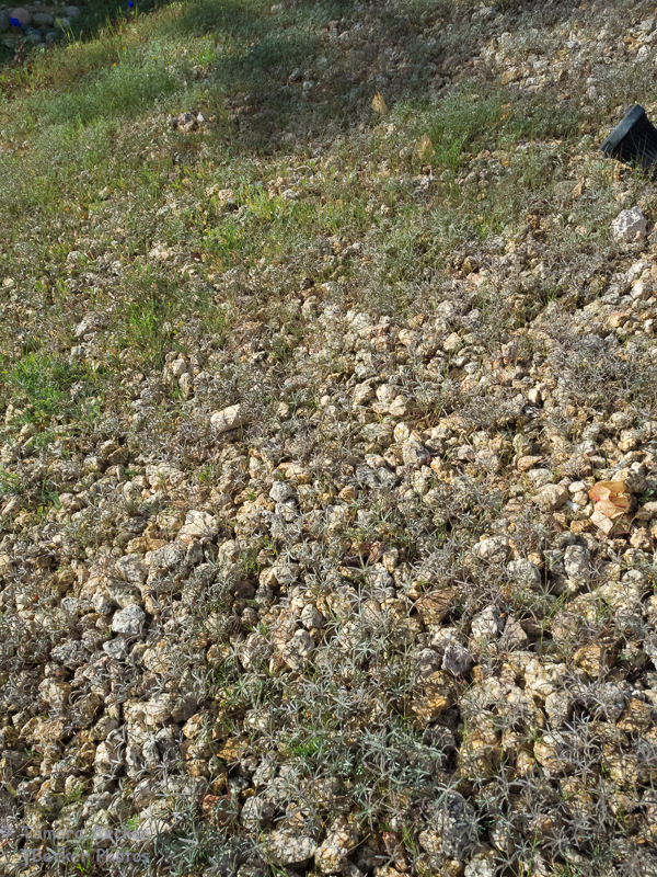 So many wildflowers this year!