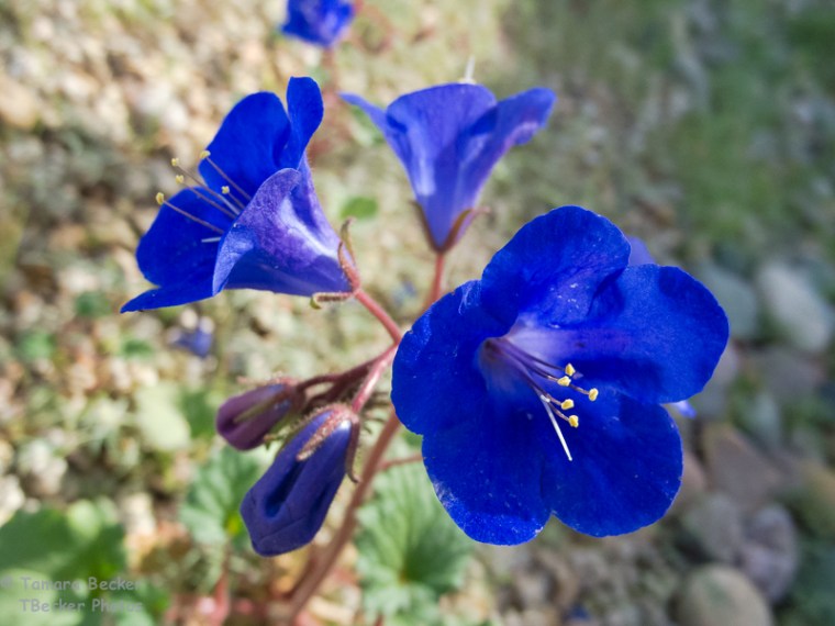 Desert Bluebells in bloom, a macro shot with my compact Nikon P7000