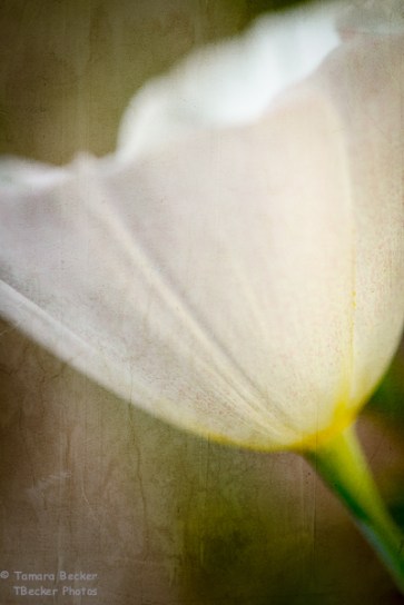 Nikon D7000 105 mm 2.8 VR F5.6 1/500 sec iso 400 polarizer filter