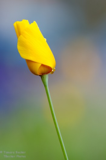 Nikon D7000, Nikkor Micro 105mm 2.8 VR, f5.6, 1/50 sec, iso 400, polarizer filter