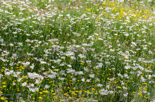 20130407-wildflowers-9591