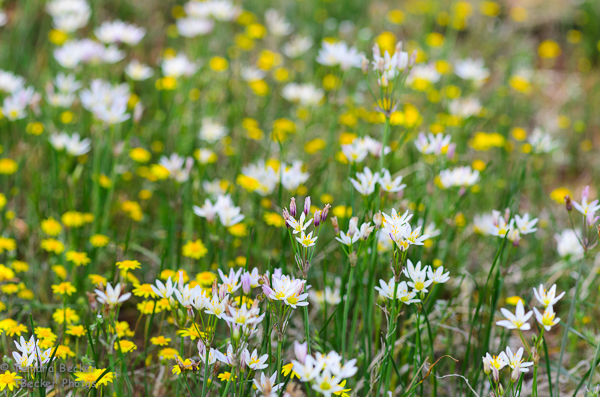 20130407-wildflowers-9612