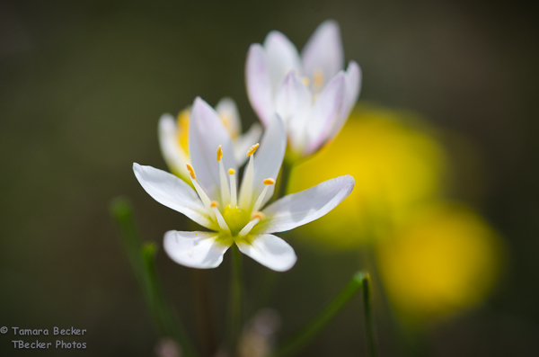 I Don't Smell Like An Onion