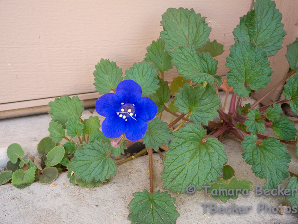 Wildflowers growing in the space between the drive and the garage floor in front of the garage door.