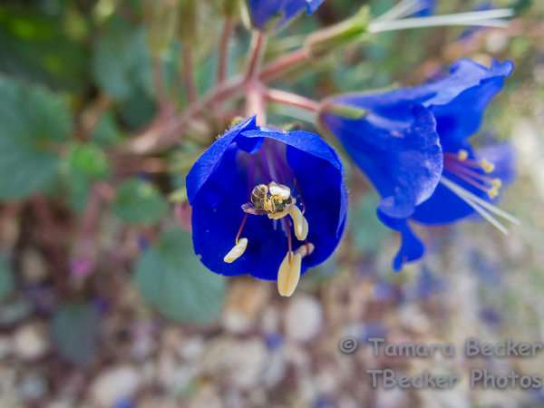 The tiniest bee I have ever seen!