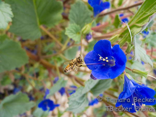 Bee barely hanging on!