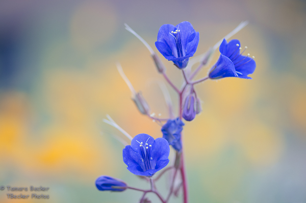 blue wildflowers