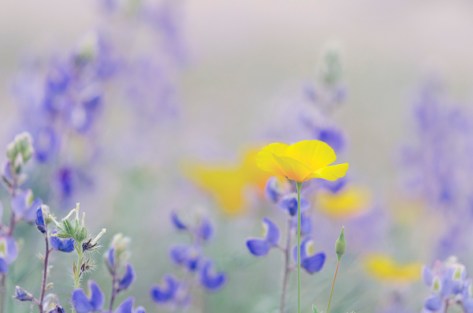yellow and purple wildflowers