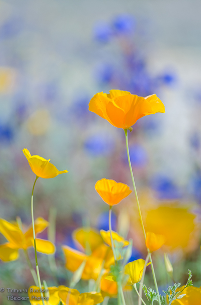 yellow and purple wildflowers