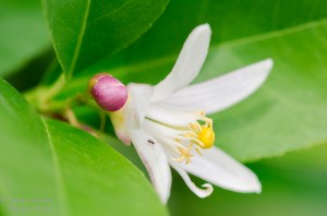 lemon tree blossom