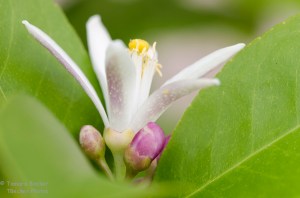 lemon tree blossom
