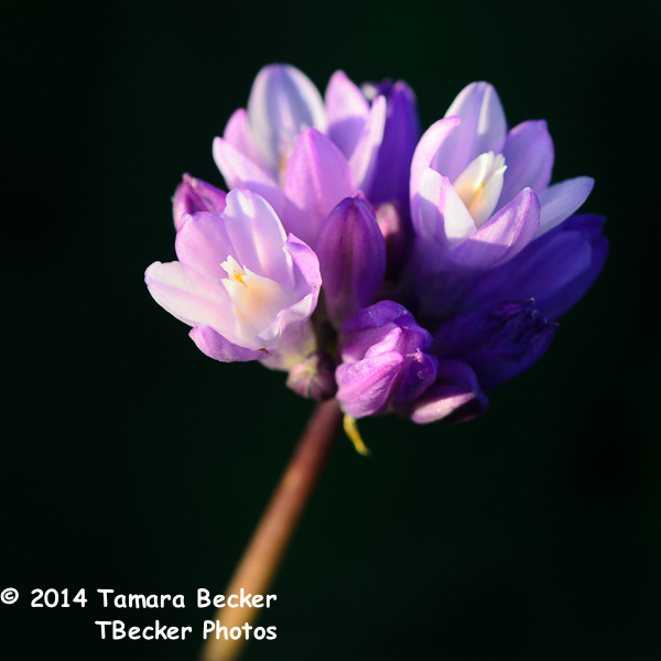 purple wildflowers