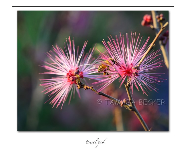 pink wildflower and bee
