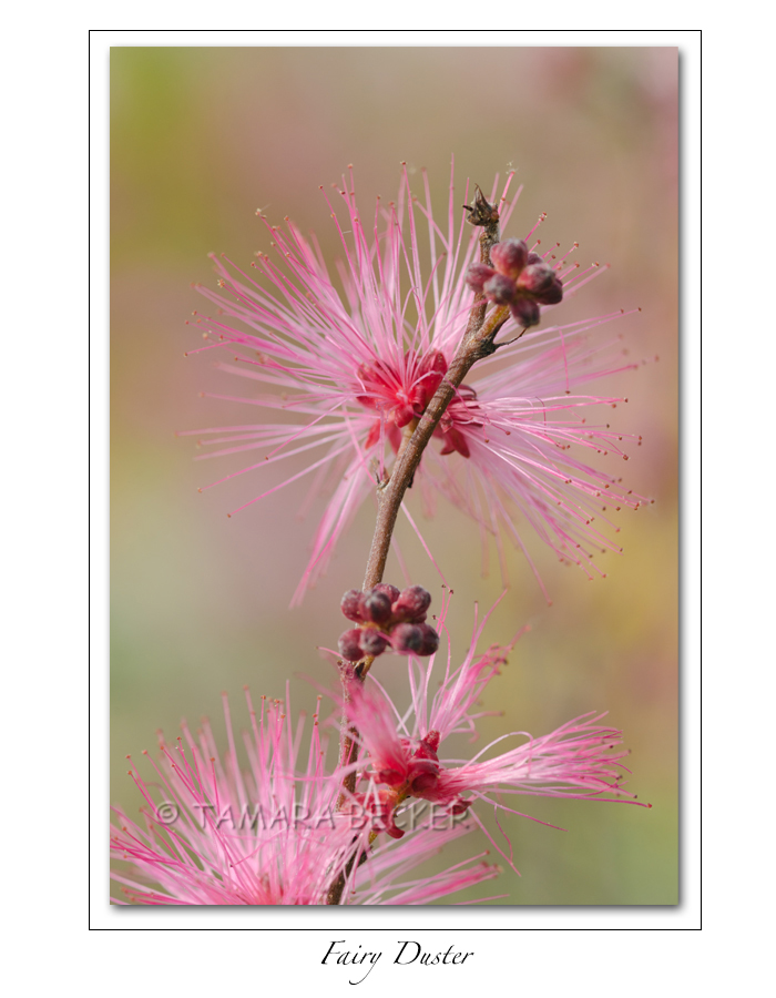 pink wildflower fairy duster