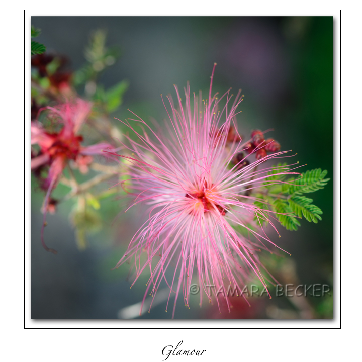 pink wildflower fairy duster
