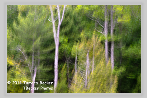 reflection of trees on the water