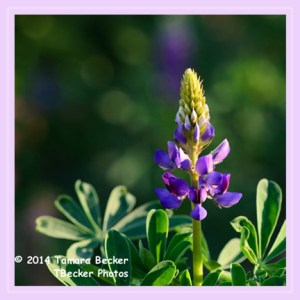 Lupine