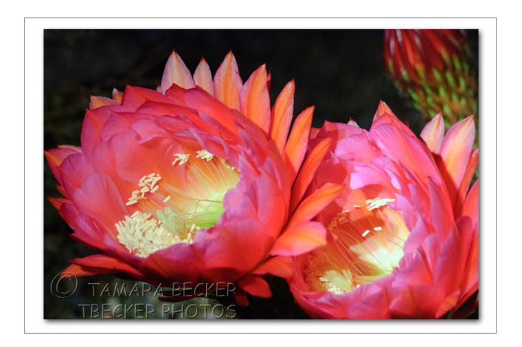 pink cactus flowers