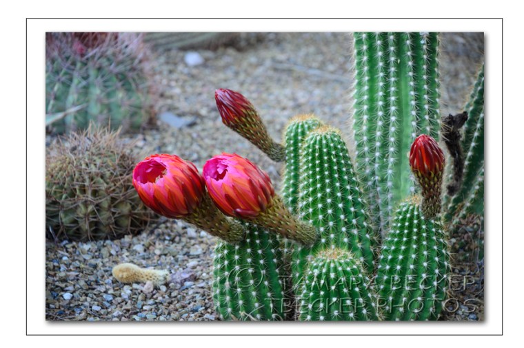 pink cactus flowers