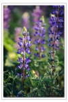 field of lupine