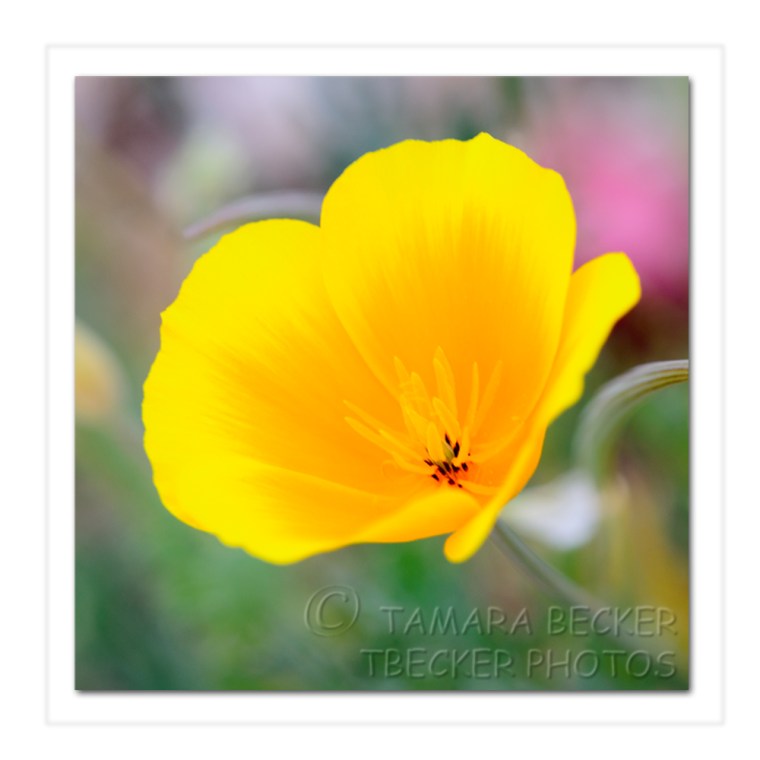 mexican gold poppy