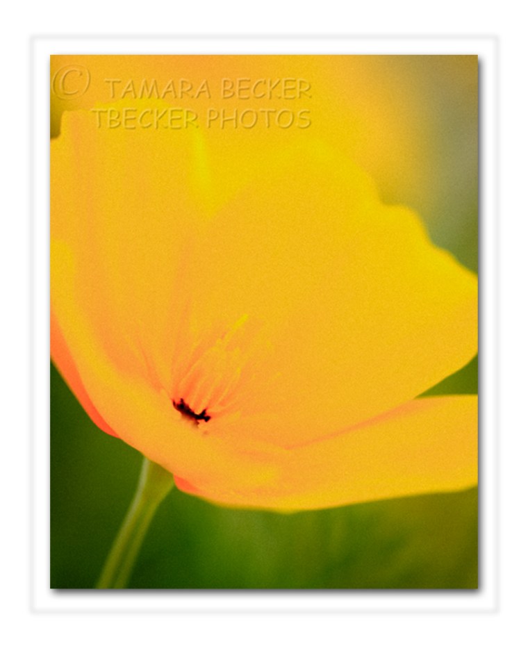 mexican gold poppy