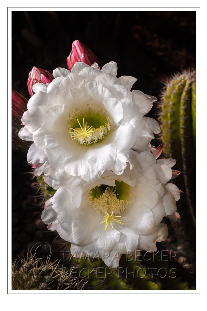 white night blooming cactus flowers